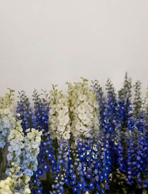 青い花